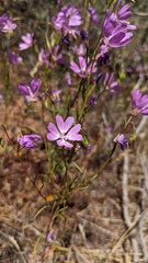 Clarkia biloba