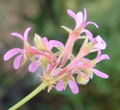 Pelargonium grossularioides