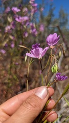Clarkia biloba