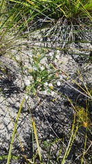 Agathosma blaerioides