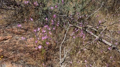 Clarkia biloba