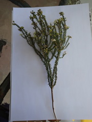 Agathosma blaerioides