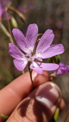 Clarkia biloba
