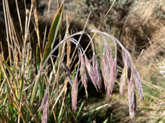 Bromus lanatus