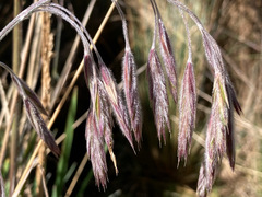Bromus lanatus