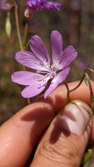 Clarkia biloba