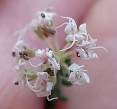 Agathosma blaerioides