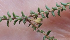 Agathosma blaerioides