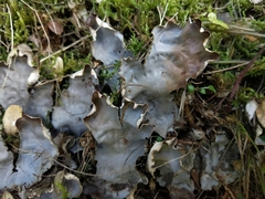 Peltigera elisabethae