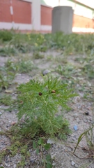 Coccinella septempunctata
