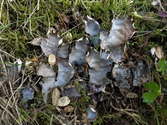 Peltigera elisabethae