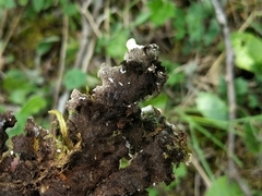 Peltigera elisabethae