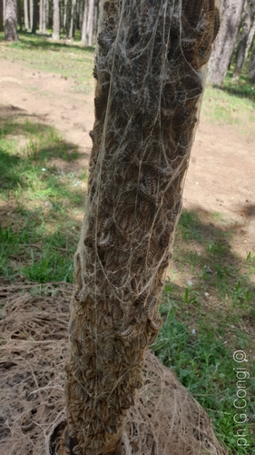 Pine processionary moth