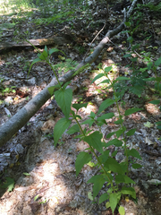 Scrophularia lanceolata