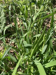 Falcaria vulgaris