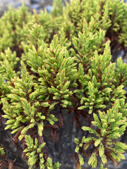Hypericum laricifolium