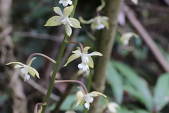 Calanthe graciliflora