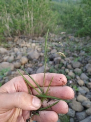 Poa paucispicula