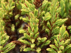 Hypericum laricifolium