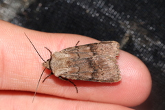 Agrotis cinerea