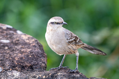 Mimus saturninus