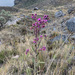 Senecio wedglacialis - Photo (c) fabien_anthelme, some rights reserved (CC BY-SA), uploaded by fabien_anthelme