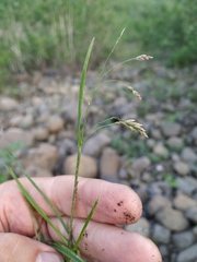 Poa paucispicula