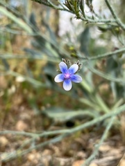 Anchusa strigosa