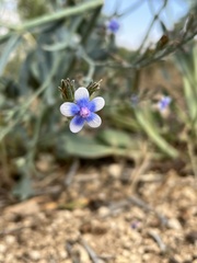 Anchusa strigosa
