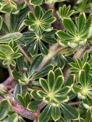 Lupinus colombiensis