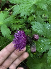 Cirsium waldsteinii