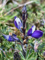 Lupinus colombiensis