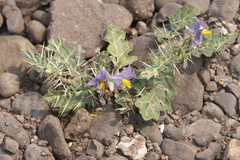Solanum virginianum