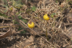Solanum virginianum