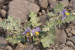 Solanum virginianum
