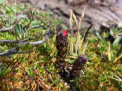 Castilleja paramensis