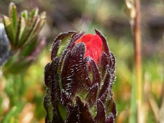 Castilleja paramensis