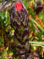 Castilleja paramensis