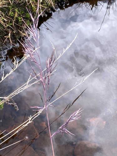 Festuca asplundii