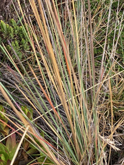 Festuca asplundii