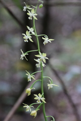 Calanthe graciliflora