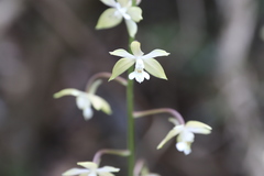 Calanthe graciliflora