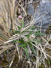 Oritrophium peruvianum