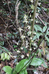 Calanthe graciliflora