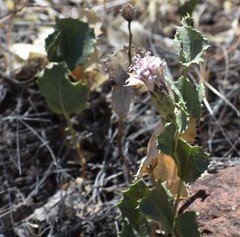 Acourtia nana
