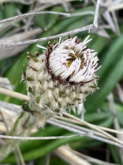 Oritrophium peruvianum