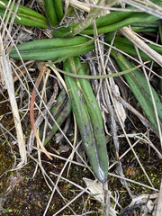 Oritrophium peruvianum