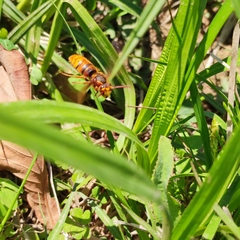 Vespula koreensis