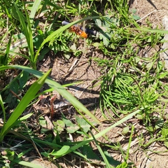 Vespula koreensis