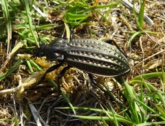 Carabus clatratus